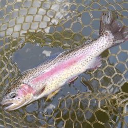 大安トラウトレイク釣果